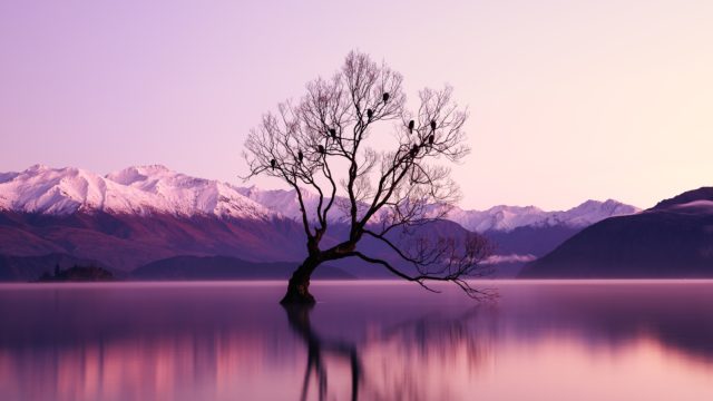 bare-tree-birds-dawn-2138922
